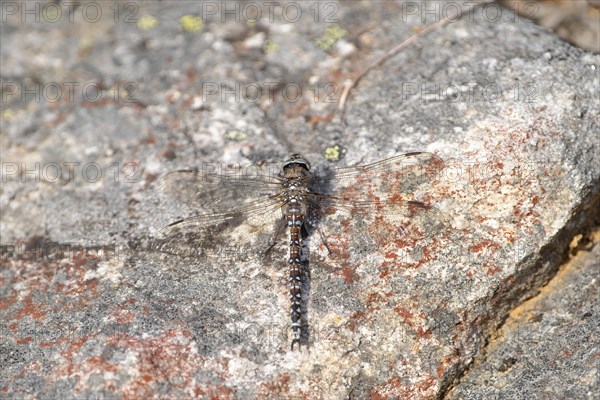 Zigzag darner (Aeshna sitchensis) sitting on a rock, dragonfly, close-up, nature photograph, Tinn,