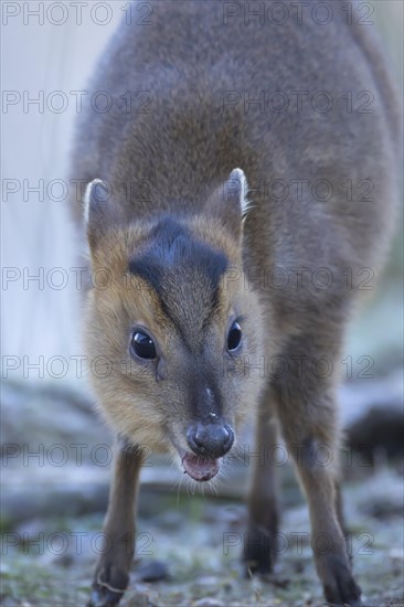 Muntjac deer (Muntiacus reevesi) adult animal head portrait, Suffolk, England, United Kingdom,
