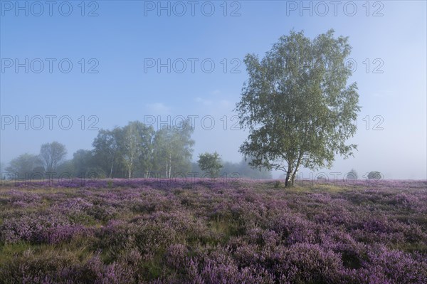 Heathland, flowering common heather (Calluna vulgaris) and birch (Betula), blue sky, Lueneburg