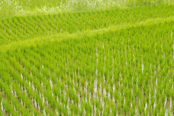 Rice terraces, Campuhan ridge walk, Bali, Indonesia, track on the hill with grass, large trees,