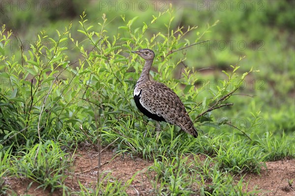 Red-crested Bustard, (Lophotis ruficrista), adult, foraging, vigilant, Kruger National Park, Kruger