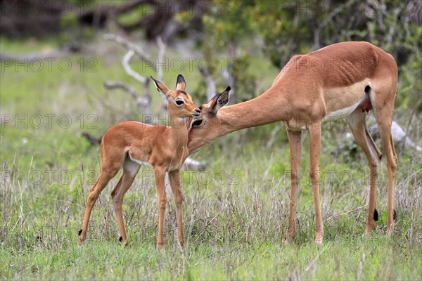 Black Heeler Antelope, (Aepyceros melampus), adult, female, young animal, mother with young animal,