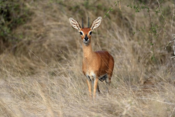Steenbok (Raphicerus campestris), adult, male, foraging, vigilant, dwarf antelope, Kruger National