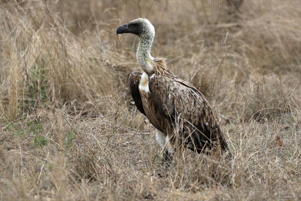 White-backed vulture (Gyps africanus), adult, alert, on ground, Sabi Sand Game Reserve, Kruger