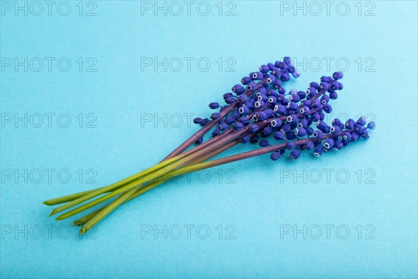 Muscari or murine hyacinth flowers on blue pastel background. side view, close up, still life.