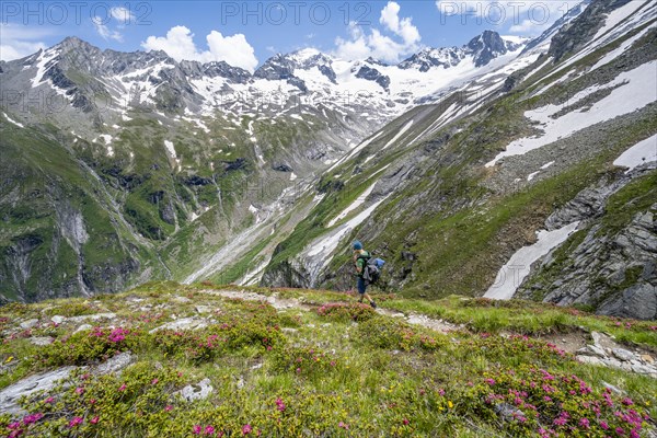 Mountaineer on hiking trail in picturesque mountain landscape with blooming alpine roses, in the