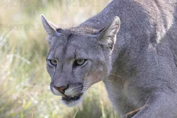 Cougar (Cougar concolor), silver lion, mountain lion, cougar, panther, small cat, animal portrait,