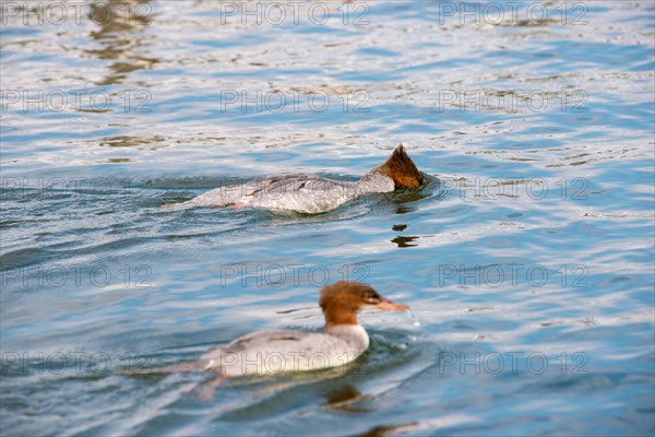 Two common mergansers (Mergus merganser merganser), female and female juvenile, swimming in the