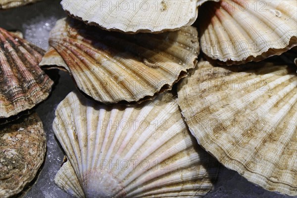 Scallops, Campo de la Pescaria fish market, Rialto market, San Polo neighbourhood, Venice, Veneto,