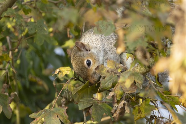 Grey squirrel (Sciurus carolinensis) adult feeding on Field maple tree seeds, Suffolk, England,