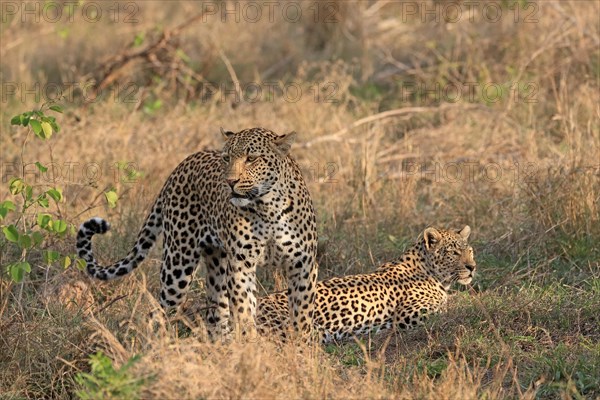 Leopard (Panthera pardus), adult, pair, alert, Sabi Sand Game Reserve, Kruger NP, Kruger National