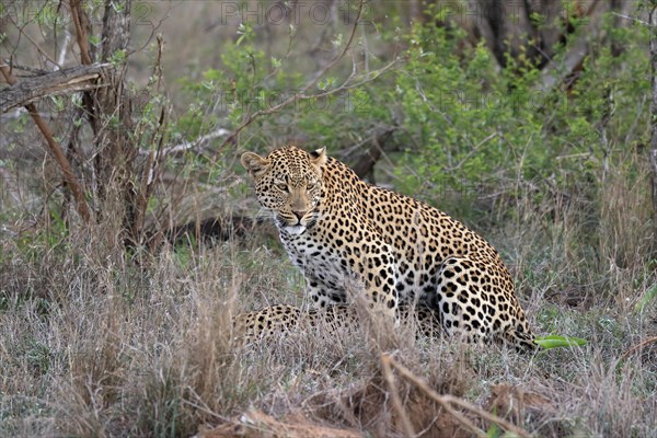 Leopard (Panthera pardus), adult, pair, mating, Sabi Sand Game Reserve, Kruger National Park,