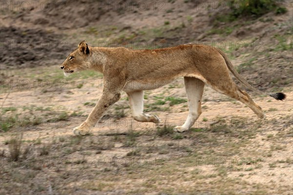 Lion (Panthera leo), adult, female, running, Sabi Sand Game Reserve, Kruger National Park, Kruger