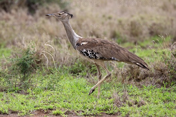 Kori bustard (Ardeotis kori), adult, running, foraging, vigilant, Kruger National Park, Kruger