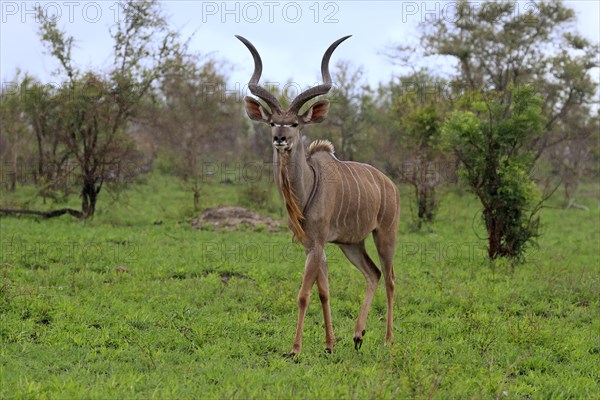 Greater Kudu, zambezi greater kudu (Strepsiceros zambesiensis), adult, male, foraging, Kruger