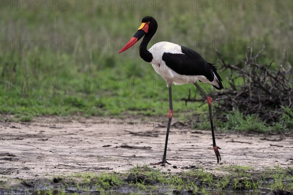 Saddle-billed stork (Ephippiorhynchus senegalensis), adult, foraging, at the water, Kruger National