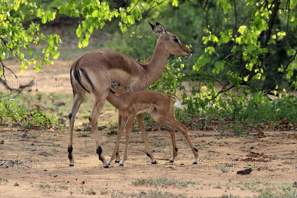 Black Heeler Antelope, (Aepyceros melampus), adult, female, young, suckling, mother with young,