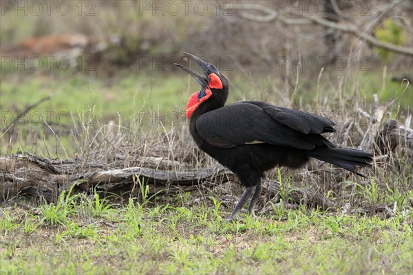 Southern ground hornbill (Bucorvus leadbeateri), adult, foraging, feeding, with prey, Kruger