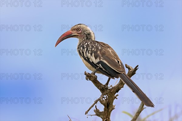 Red-billed hornbill (Tockus erythrorhynchus), adult, on wait, Kruger National Park, Kruger National