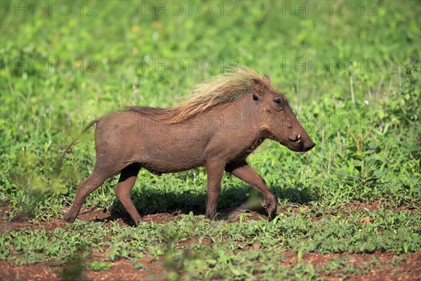 Warthog, (Phacochoerus aethiopicus), adult, running, foraging, alert, Kruger National Park, Kruger