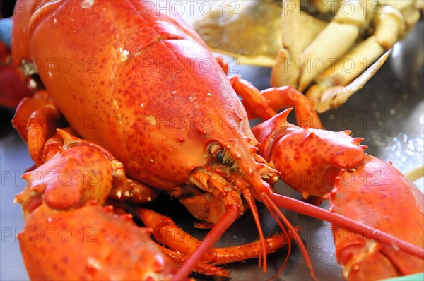 Lobster, Fisherman's Wharf with restaurants, harbour district, San Francisco, California, USA,