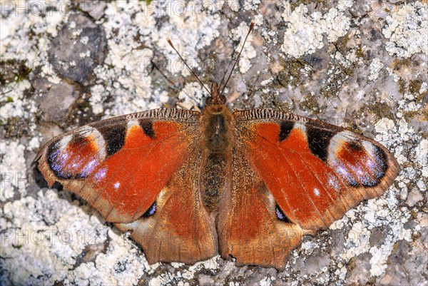 European Peacock Butterfly (Aglais io) catching the warmth of the sun in spring. Bas-Rhin, Alsace,