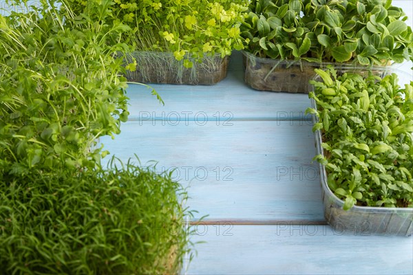 Set of boxes with microgreen sprouts of spinach, carrot, chrysanthemum, borage, mizuna cabbage on