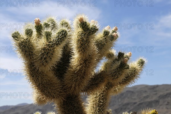 Teddybear Cholla (Cylindropuntia bigelovii), Joshua Tree National Park, Palm Desert, California,