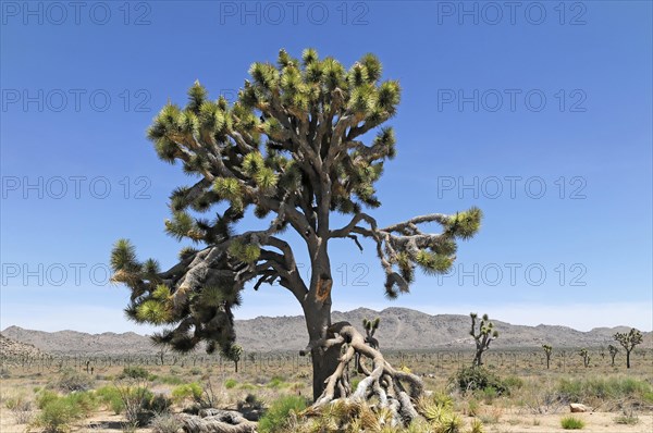 Joshua trees (Yucca brevifolia), Joshua Tree National Park, Palm Desert, Southern California, USA,