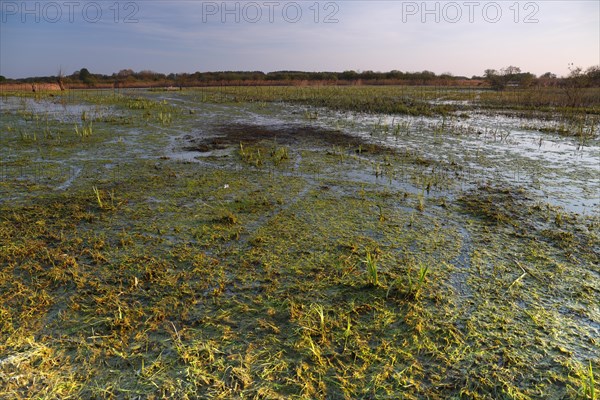 Wetland biotope in the Peene valley, waterlogged meadows, rare habitat for endangered plants and