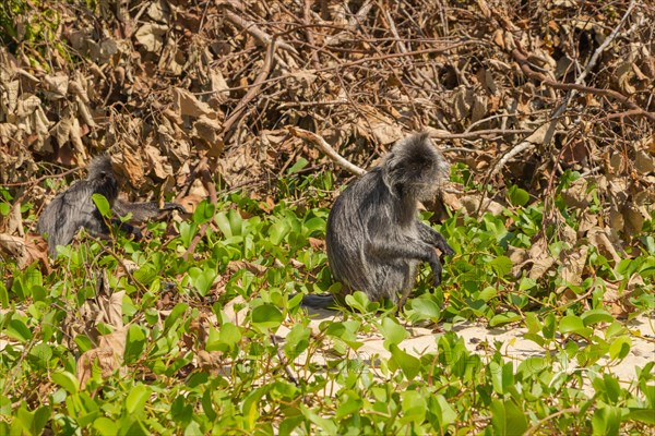 Silvery lutung or silvered leaf langur monkey (Trachypithecus cristatus) feeding in Bako national