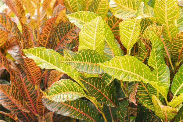 Colorful pink, green, yellow Croton leaves Background, sunny day at tropical park, selective focus,