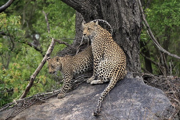 Leopard (Panthera pardus), adult with young, observed, alert, sitting, on rocks, Sabi Sand Game