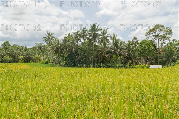 Rice fields in countryside, Ubud, Bali, Indonesia, green grass, large trees, jungle and cloudy sky.