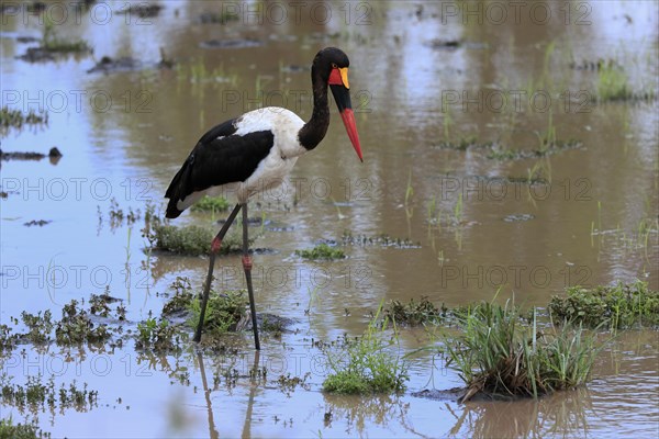 Saddle-billed stork (Ephippiorhynchus senegalensis), adult, foraging, in the water, Kruger National