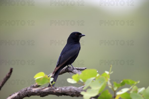 Fork-tailed drongo (Dicrurus adsimilis), adult on tree, Kruger National Park, Kruger National Park,