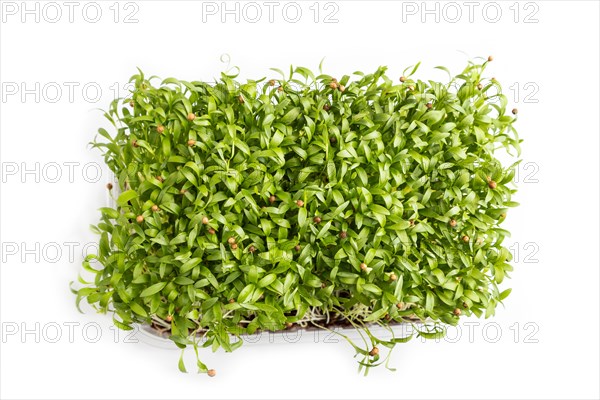 Plastic box with microgreen sprouts of cilantro isolated on white background. Top view, flat lay,