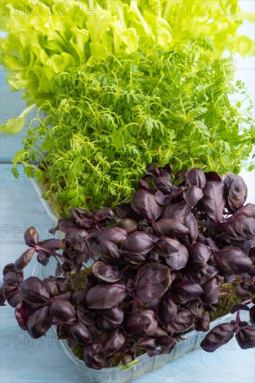 Set of boxes with microgreen sprouts of marigold, basil, lettuce on blue wooden background. Side