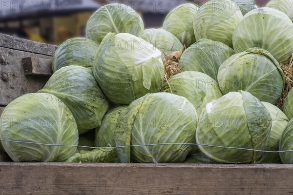 White cabbage (Brassica oleracea var. capitata f. alba) on a wooden cart, Kappesmarkt, Raesfeld,