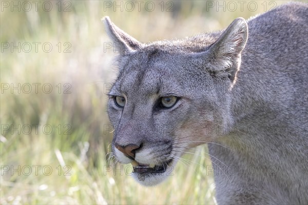 Cougar (Cougar concolor), silver lion, mountain lion, cougar, panther, small cat, Torres del Paine