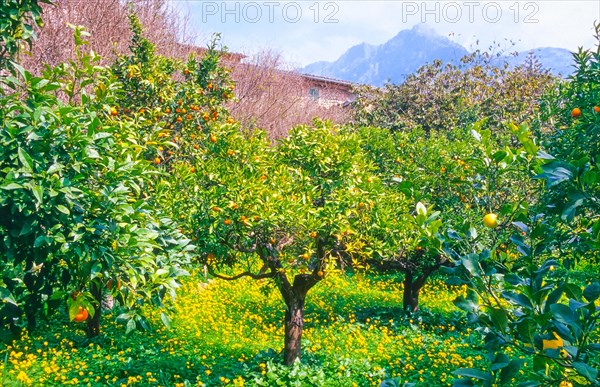 Orange trees (Citrus x sinensis L.) with ripe oranges loaded with fruit in a rural garden,