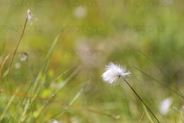 Hare's-tail cottongrass (Eriophorum vaginatum), landscape, nature photograph, close-up, summer,