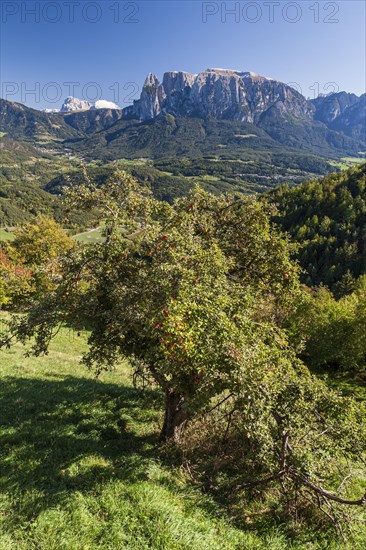 Apple tree in late summer in front of mountains in the sun, Ritten, behind Schlern, South Tyrol,