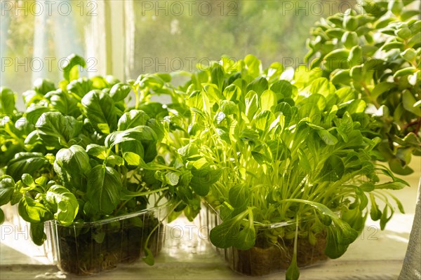 Boxes with microgreen sprouts of lettuce and basil on white windowsill. Daylight, natural sunlight.