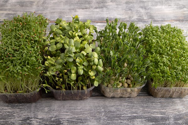 Set of boxes with microgreen sprouts of green pea, cilantro, sunflower, watercress on gray wooden