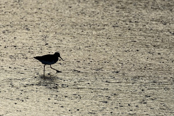 Common redshank (Tringa totanus) adult bird walking on a mudflat, Norfolk, England, United Kingdom,