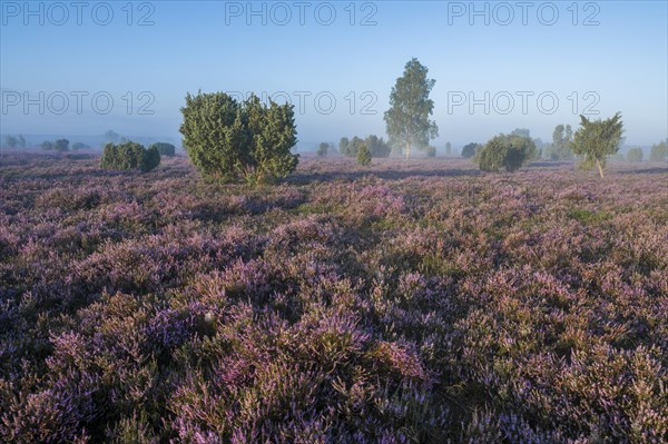 Heath landscape, flowering common heather (Calluna vulgaris), birch (Betula), common juniper