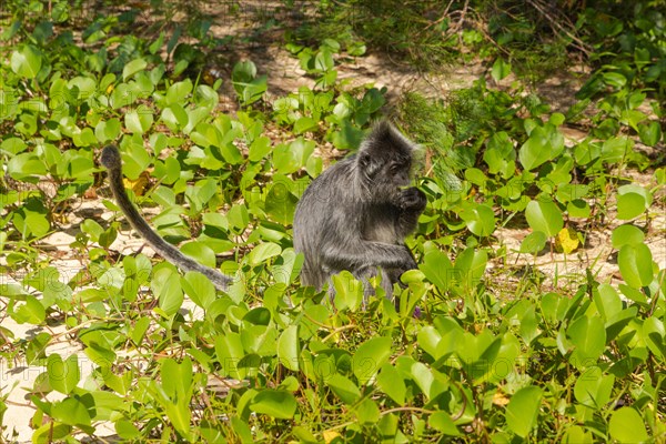 Silvery lutung or silvered leaf langur monkey (Trachypithecus cristatus) feeding in Bako national