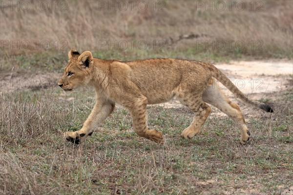 Lion (Panthera leo), young, stalking, running, alert, Sabi Sand Game Reserve, Kruger National Park,