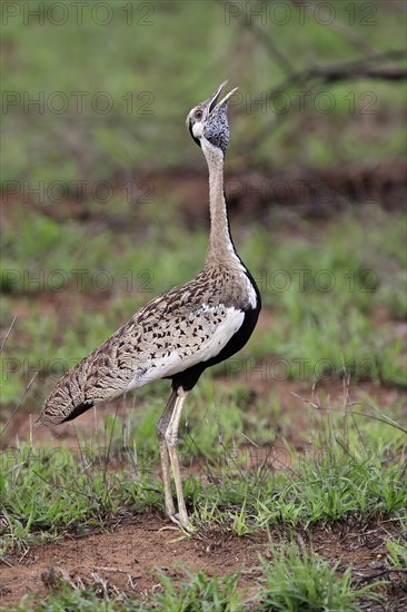 Red-crested Bustard, (Lophotis ruficrista), adult, calling, Kruger National Park, Kruger National